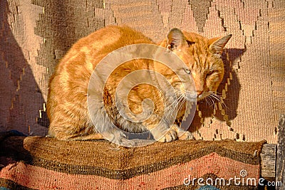 Orange turkish cat Stock Photo