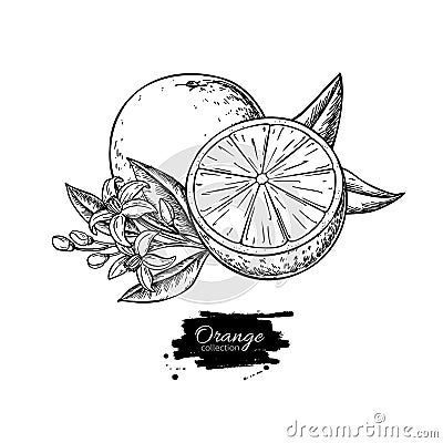 Orange vector drawing. Summer fruit engraved illustration. Isolated hand drawn Vector Illustration