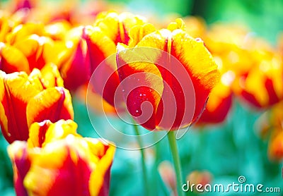 Orange vibrant tulip flower in spring Stock Photo