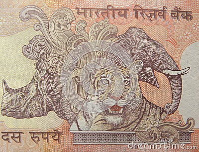 Rhinoceros, elephant and tiger portrait Stock Photo