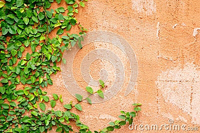 Orange wall with ivy plant Stock Photo