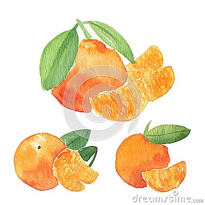 Orange watercolor illustration. Citrus fruit branch orange, orange fresh slice Cartoon Illustration