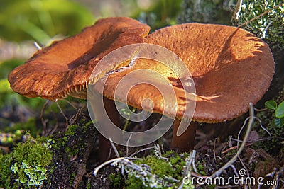 Orange Wavy Cap mushrooms on a forest floor. Stock Photo