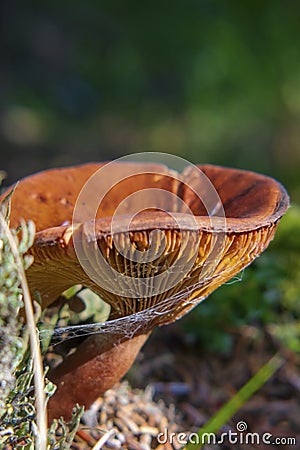 Orange Wavy Cap mushrooms on a forest floor. Stock Photo