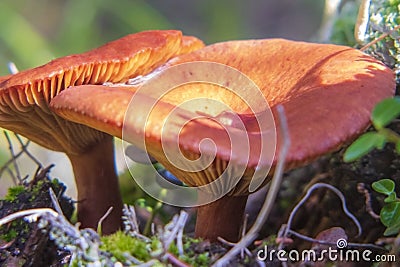 Orange Wavy Cap mushrooms on a forest floor. Stock Photo