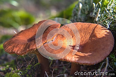 Orange Wavy Cap mushrooms on a forest floor. Stock Photo