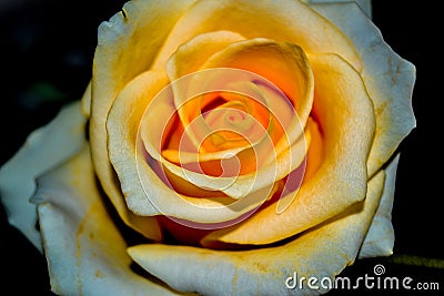 Orange-white Bud rose blossoming, macro photography Stock Photo