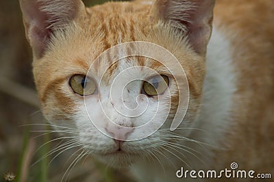 An orange white cat glared at the camera Stock Photo