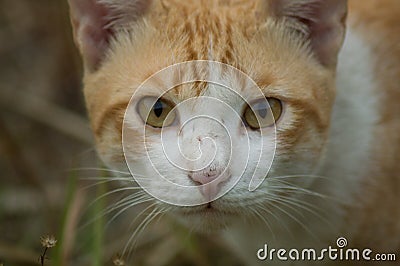 An orange white cat glared at the camera Stock Photo