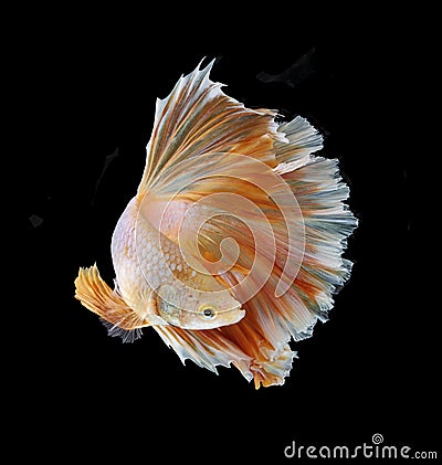 Orange and white siamese fighting fish isolated on black background.Copy space black background Stock Photo