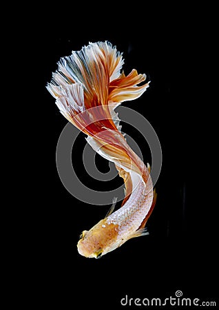 Orange and white siamese fighting fish isolated on black background.Copy space black background Stock Photo