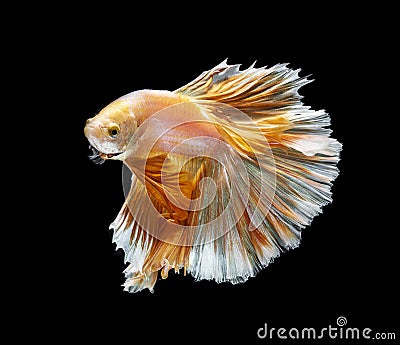 Orange and white siamese fighting fish isolated on black background.Copy space black background Stock Photo