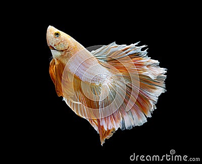 Orange and white siamese fighting fish isolated on black background.Copy space black background Stock Photo