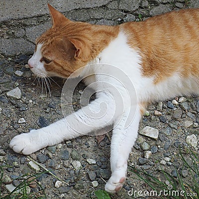 orange and white tabby cat Stock Photo