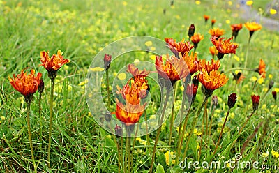 Orange wildflowers field Stock Photo