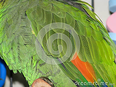 Orange-winged Amazon parrot green and orange wing feathers. Stock Photo