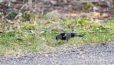 Orange winged blackbird eating in green grass Stock Photo