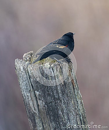 Orange winged blackbird perched on wooden post Stock Photo