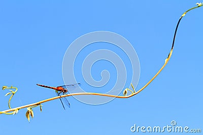 Orange-winged dropwing Stock Photo