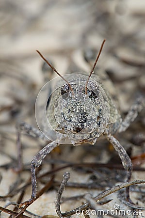 Orange winged grasshopper face Stock Photo