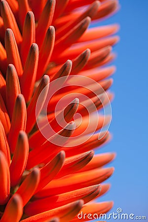 Orange and yellow aloe flowering spike Stock Photo