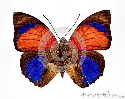 Orange yellow blue and brown butterfly closeup isolated on a whi Stock Photo