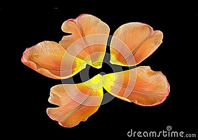 Orange and yellow colored separate petals of a tulip Stock Photo
