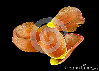 Orange and yellow colored separate petals of a tulip Stock Photo