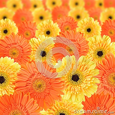 Orange and yellow daisy background Stock Photo