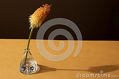 Orange yellow fairy flower in transparent vase with schadow Stock Photo