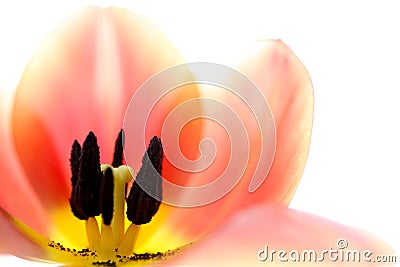 Orange and yellow flame tulip flower extreme macro close up. Stock Photo