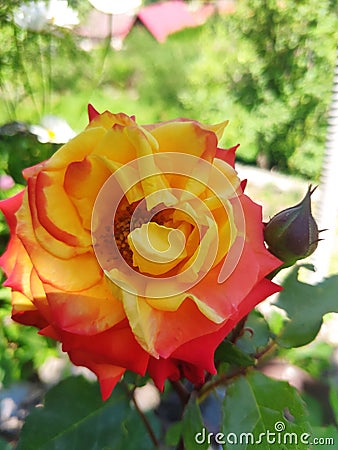 orange yellow floribunda rose Stock Photo