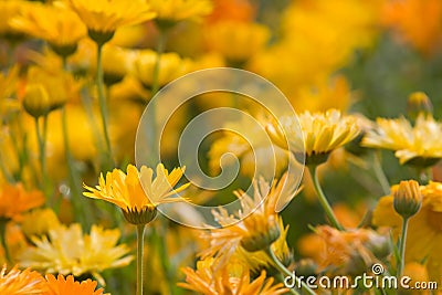 Orange and Yellow Flowers Stock Photo