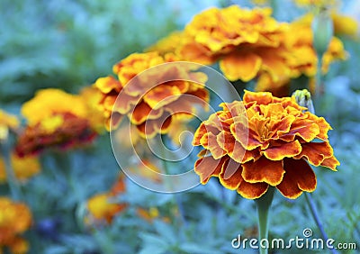 Orange yellow French marigold or Tagetes patula flower in summer garden. Stock Photo