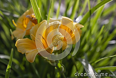 Orange yellow Hemerocallis 'Forty Carats' (Daylily), many flowers Stock Photo