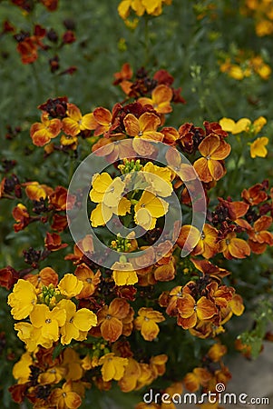 Multi colored flowers of Erysimum cheiri Stock Photo