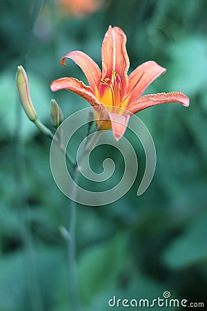 Orange-yellow lilies on a green blurred background. Beautiful blooming flowers close up on the Sunset Stock Photo