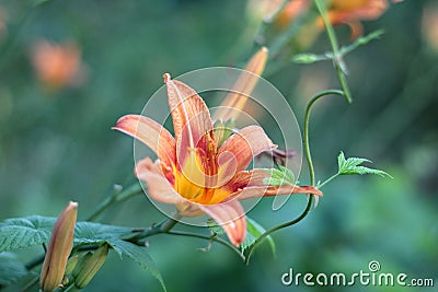 Orange-yellow lilies on a green blurred background. Beautiful blooming flowers close up on the Sunset Stock Photo