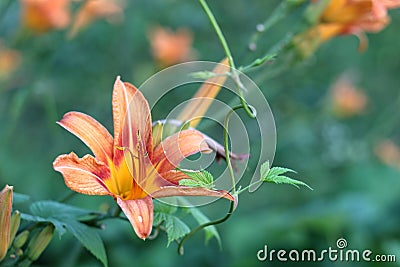 Orange-yellow lilies on a green blurred background. Beautiful blooming flowers close upOrange-yellow lilies on a green blurred Stock Photo