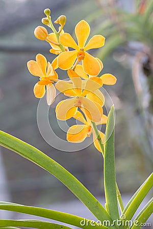 Orange, Yellow Mokara orchid in farm. Stock Photo