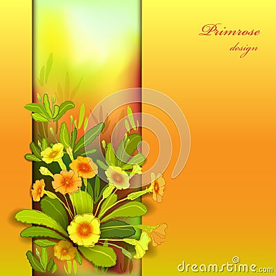 Orange yellow primroses Vector Illustration