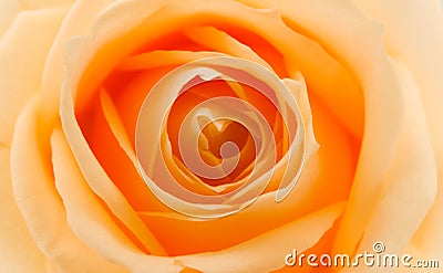 Orange and yellow rose Stock Photo