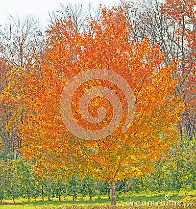 orange yellow sugar maple tree in Fall color at edge of forest area on farm Stock Photo
