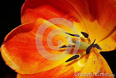Orange and yellow tulip, closeup showing stamen, pistol, and pollen Stock Photo