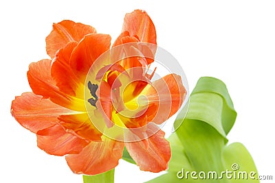 Orange and yellow tulip (tulipa) Stock Photo