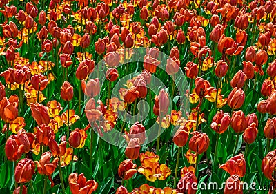 Orange and Yellow Tulips about to Fade Stock Photo