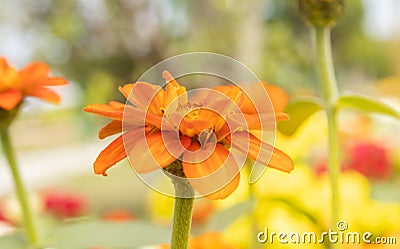 Orange Zinnia Flower in Garden Background in Zoom View Stock Photo