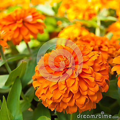 Orange Zinnia flowers Stock Photo