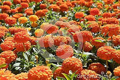 Orange Zinnia Flowers Stock Photo