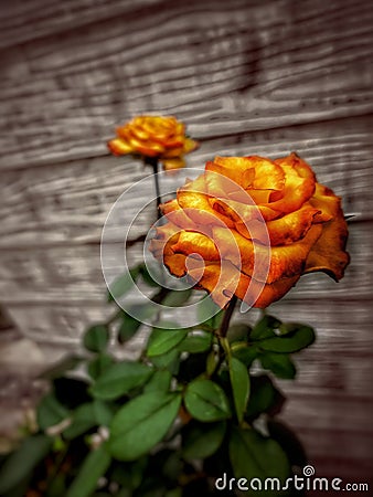 #orangecolor #rosegold #roses #woodenbackground #vintage #vintagestyle #tropicalflowers #flowers #flower Stock Photo